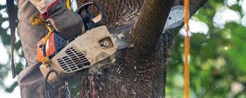 Why Choose Our Tree Removal Services in Huntington, WV?