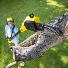 Trusted Huntington, WV Tree Services Experts